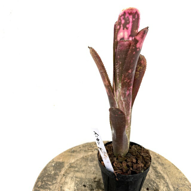 楽天市場】(現品) ビルベルギア 'バニスファクター' (No.62589) (観葉