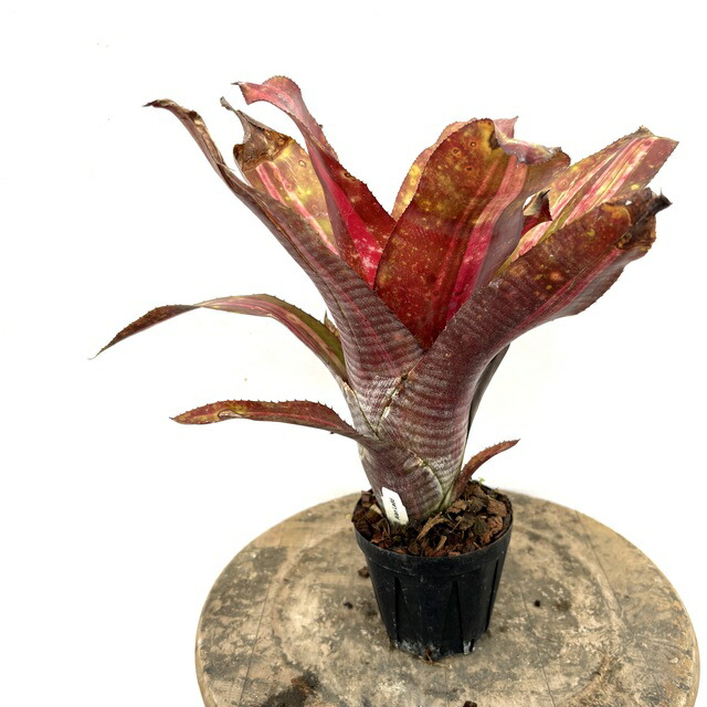 (現品) ビルベルギア 'アランラッド' (No.62557) (観葉植物 おしゃれ 壁掛け インテリア ミニ 小型 大型 吊り下げ 室内 タンクブロメリア Billbergia 'Alan Ladd')｜エアープランツ専門店 B＆L