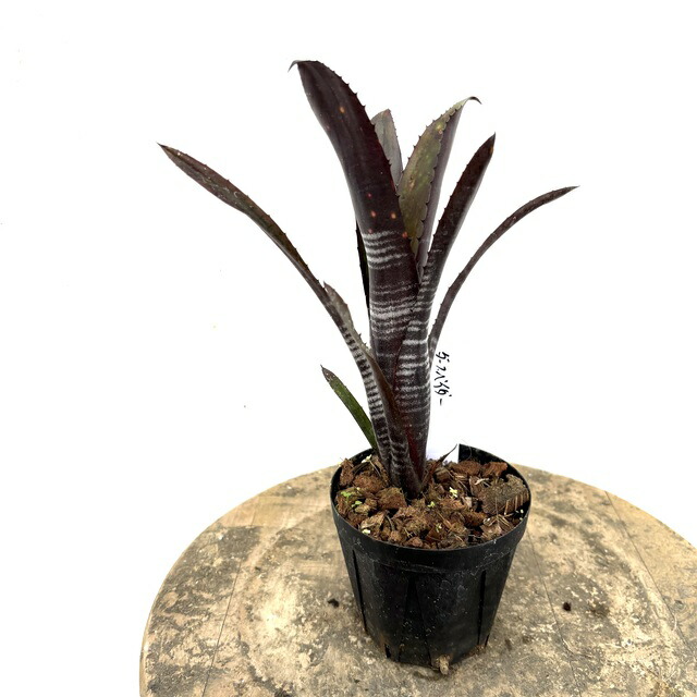 楽天市場】(現品) ビルベルギア 'ディッピンドッツ' (No.62341) (観葉