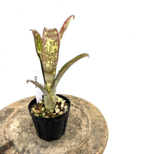 楽天市場】(現品) ビルベルギア 'アリベラ' (No.62335) (観葉植物