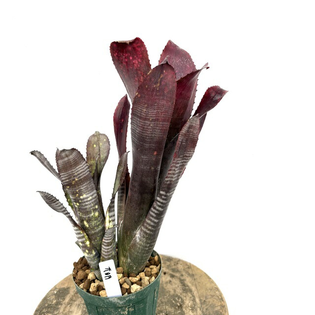 楽天市場】(現品) ビルベルギア 'ブラックパール' (No.62544) (観葉