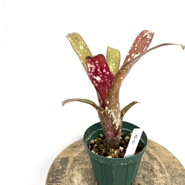 楽天市場】(現品) ビルベルギア 'エル ゾロ' (No.62262) (観葉植物