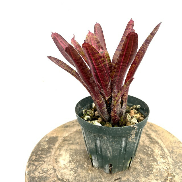 ビルベルギア サングレ 子株付き 2 楽天市場】(現品) ビルベルギア 'サングレ' (No.62534) (観葉植物