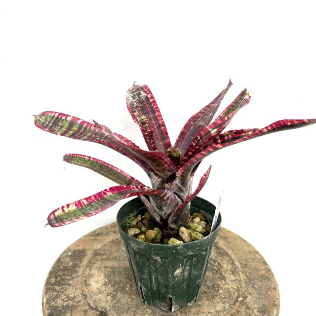 楽天市場】(現品) ネオレゲリア 'メデューサ' バリエガータ (No.62415