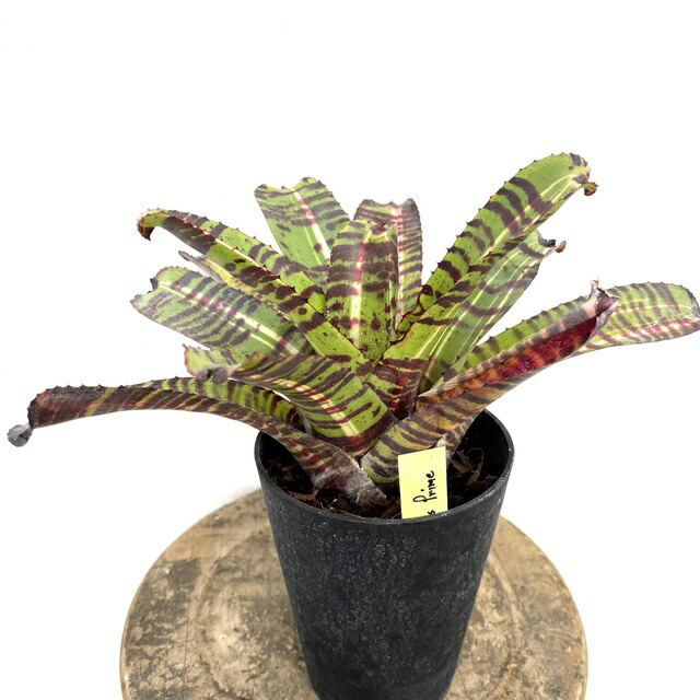 楽天市場】(現品) ケスネリア 'ラファエルオリベイラ' (No.62395 楽天市場】(現品) ケスネリア 'ラファエルオリベイラ' (No.62395