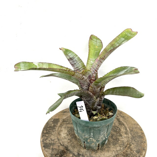 エクメア ヌディカウリス FLANEA ROSEA 子株付き 2 エクメア