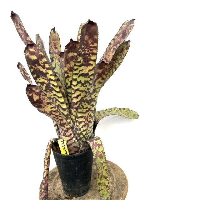 (現品) エクメア オーランディアナ ホワイトナイト (No.62612) (観葉植物 おしゃれ 壁掛け インテリア ミニ 小型 大型 吊り下げ 室内 タンクブロメリア Aechmea orlandiana White Knight)