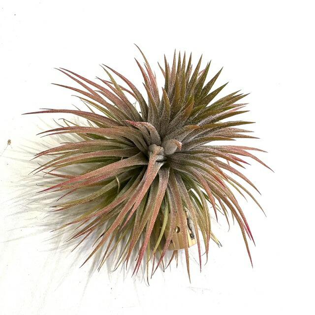 楽天市場】(現品) チランジア イオナンタ 'メキシカンゼブラ' (No