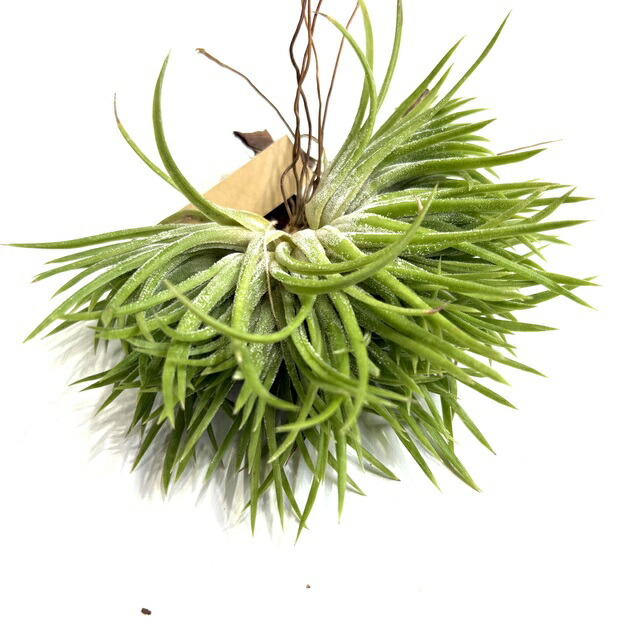 チランジア イオナンタ バンハイニンギー ミノール イオナンタ バンハイニンギー ミノール 03号 | air-plants TENGU-DO