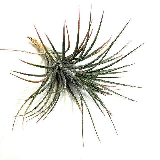 楽天市場】(現品) チランジア ストリクタ ピニフォルミス (No.21882