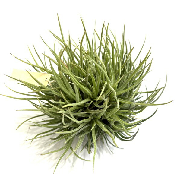 楽天市場】(現品) チランジア 'サマンサ' (No.22298) (エアープランツ