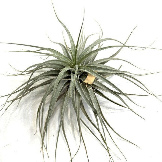 楽天市場】(現品) チランジア スブリフェラ (No.22238) (エアー