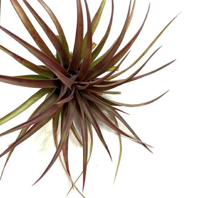 楽天市場】チランジア カピタータ ドミンゲンシス (エアープランツ