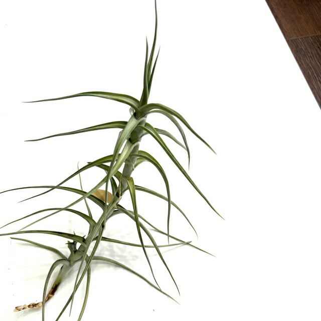 楽天市場】(現品) チランジア ウェルデルマニー (No.21664) (エアー