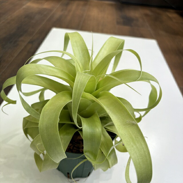 楽天市場】(現品) チランジア (ビーコレアーレ × ディグエッティ) (No