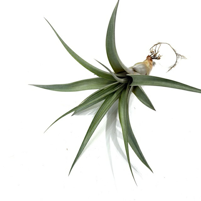 楽天市場】(現品) チランジア カピタータ 'シルバーローズ' (No.22305