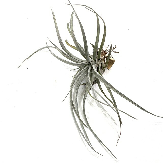 チランジア ティムズロイヤルトレジャー チランジア ティムズロイヤルトレジャー - メルカリ