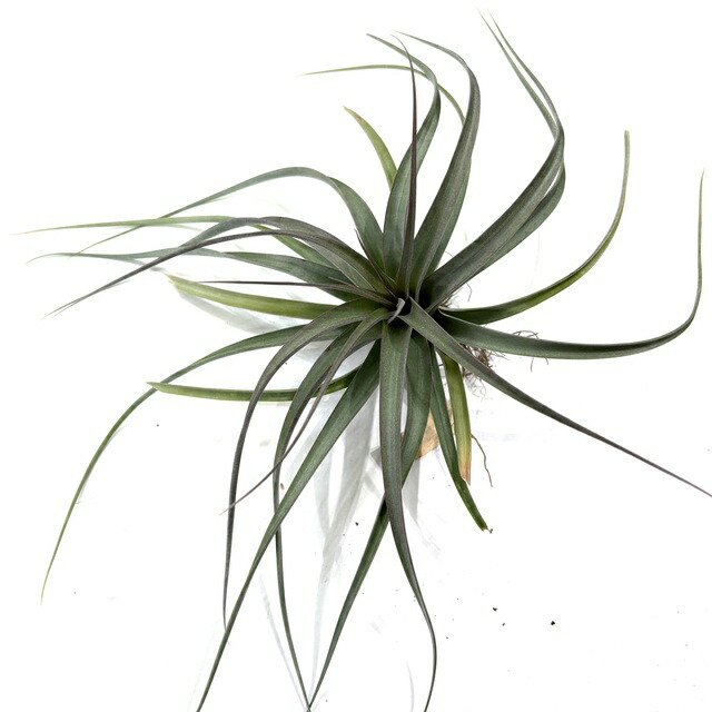 楽天市場】(現品) チランジア カピタータ 'シルバーローズ' (No.22305