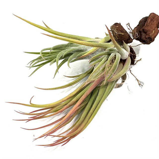 チランジア　セレリアナとかセット ザ・壺型エアプランツ【チランジア・セレリアナ】の育て方・飾り方