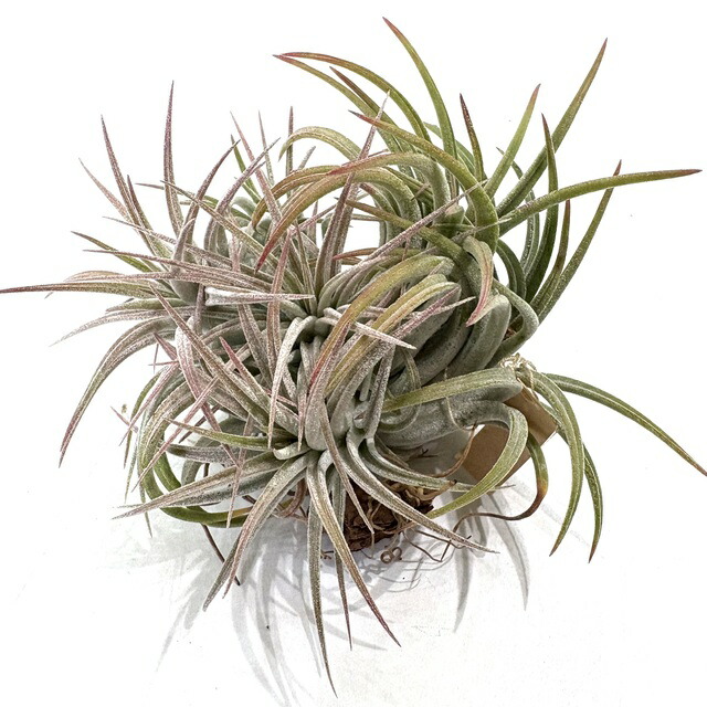 チランジア　イオナンタ　メキシカンゼブラ　③ 楽天市場】(現品) チランジア イオナンタ 'メキシカンゼブラ' (No