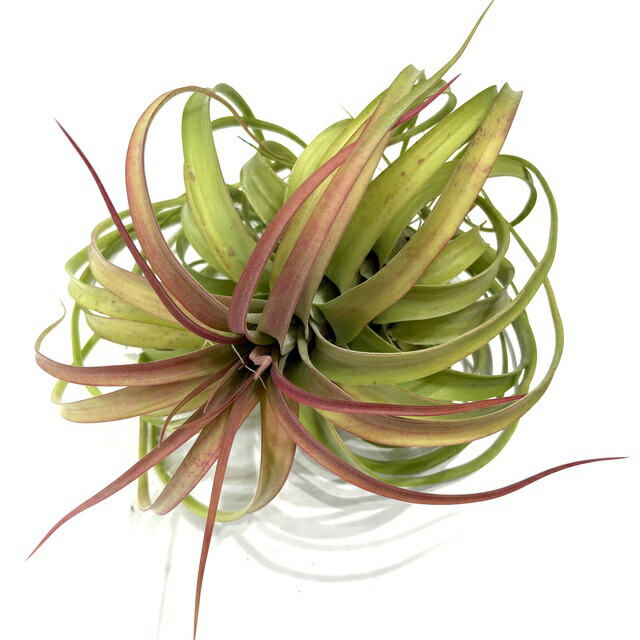 楽天市場】(現品) チランジア スブリフェラ (No.22238) (エアー