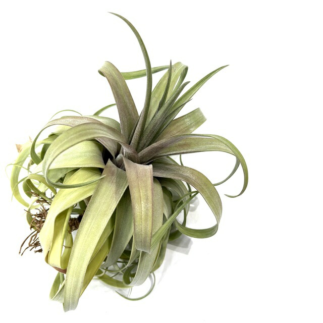 チランジア (ロシー × チアペンシス) ×ストレプトフィラ ベリーズ ストレプトフィラベリーズ ×チアペンシス） × ディグエティ