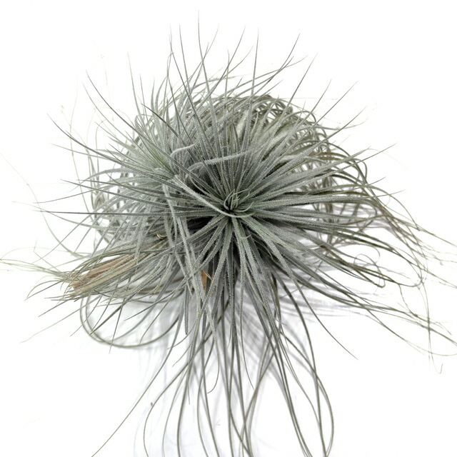 楽天市場】(現品) チランジア トメキー (No.21924) (エアープランツ