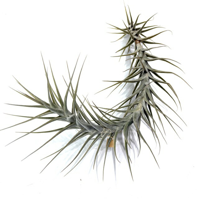 楽天市場】(現品) チランジア ロゼイフローラ (No.22102) (エアー