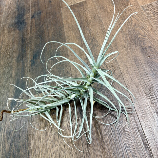 ティランジア イオナンタ ヘッジホッグ タイ産 / チランジア エアプランツ 楽天市場】(現品) チランジア イオナンタ 'ヘッジホッグ' (No.22094