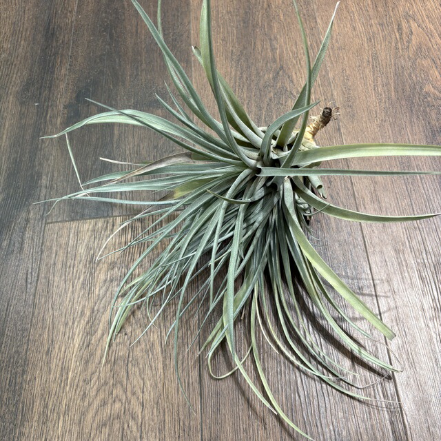 チランジア ティムズロイヤルトレジャー チランジア ティムズロイヤルトレジャー