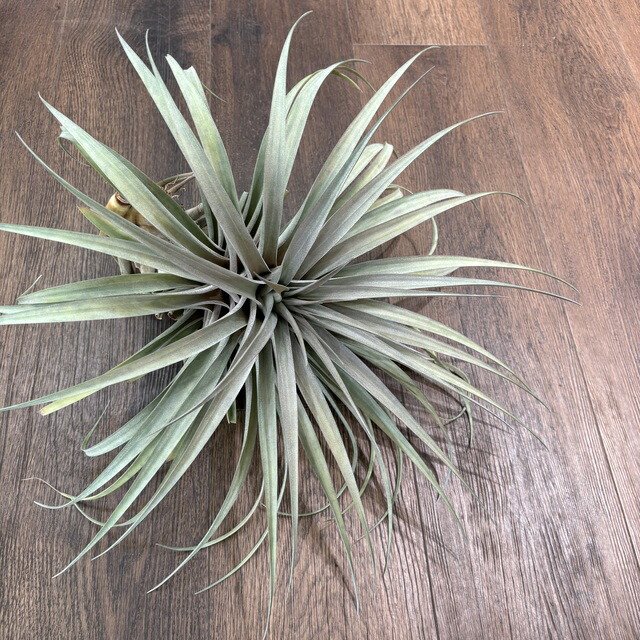 チランジア　エアープランツ　キセログラフィカ　ファシクラータ　交配種 楽天市場】(現品) チランジア 交配種(ファシクラータ