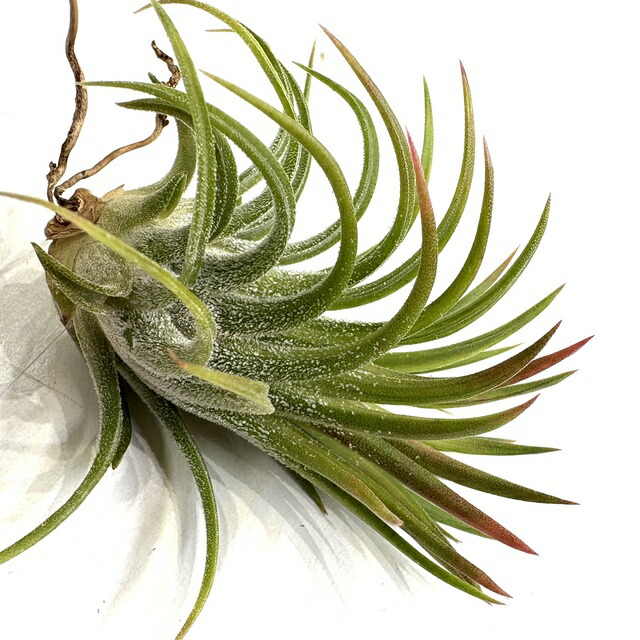 楽天市場】(現品) チランジア イオナンタ バンハイニンギー ミノール