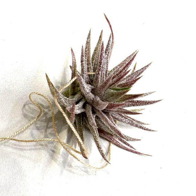 チランジア イオナンタ バンハイニンギー ミノール 楽天市場】(現品) チランジア イオナンタ バンハイニンギー ミノール