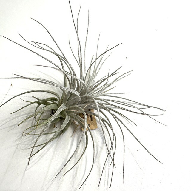 楽天市場】(現品) チランジア チャペウエンシス チュリフォルミス (No