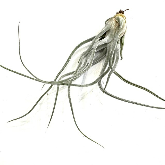 楽天市場】(現品) チランジア ブルボーサ アルバ (No.21769) (エアー