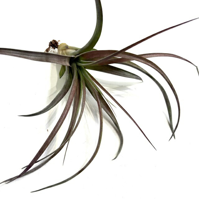 楽天市場】(現品) チランジア カピタータ 'シルバーローズ' (No.22305