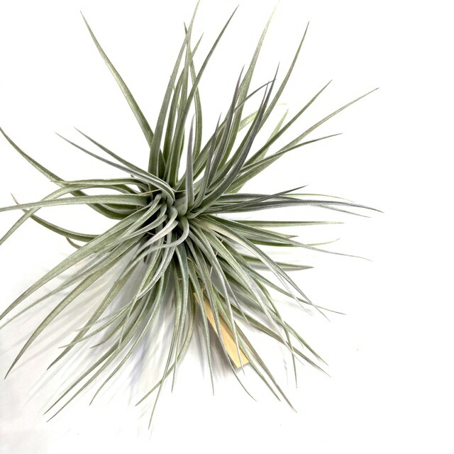 楽天市場】(現品) チランジア イオナンタ バンハイニンギー 斑入り (No