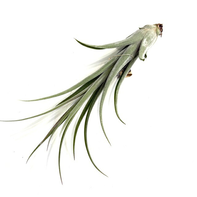 楽天市場】(現品) チランジア 'レディーフォーリフトオフ' (No.22340