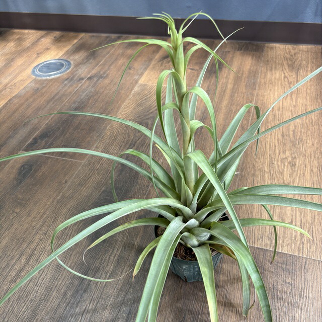 楽天市場】(現品) チランジア カピタータ 'シルバーローズ' (No.22305