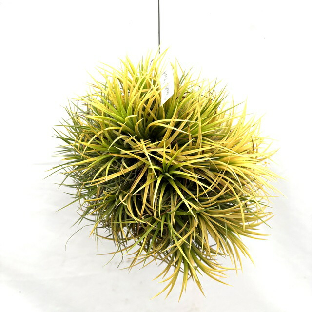 楽天市場】(現品) チランジア イオナンタ バリエガータ (No.22222