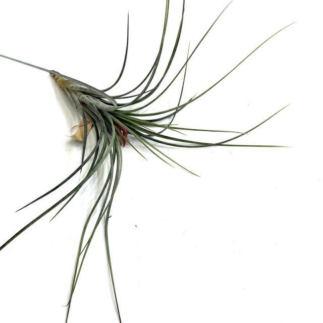 (現品) チランジア ウィリンスキー (No.22366) (エアープランツ ティランジア 観葉植物 おしゃれ 壁掛け インテリア ミニ 小型 吊り下げ 室内 xWillinskii フレクスオーサ フンキアナ flexuosa funckiana)