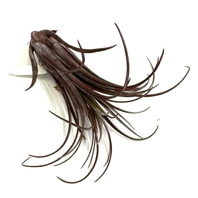 楽天市場】(現品) チランジア 'ティムズ ロイヤルトレジャー' (No