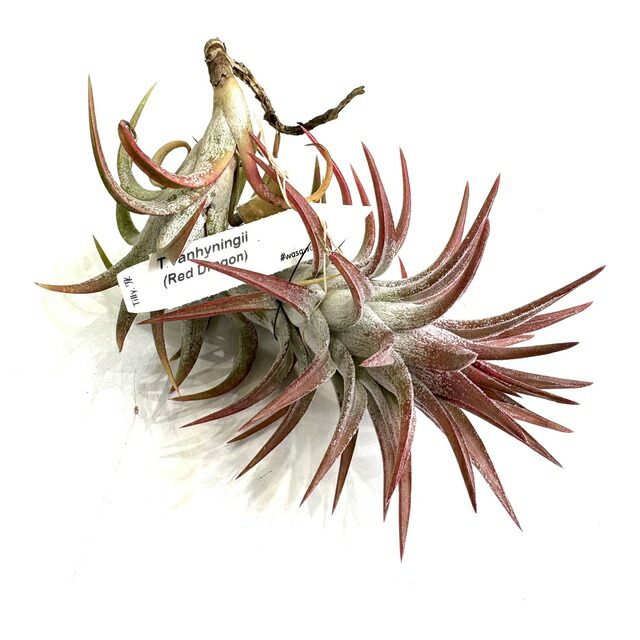 楽天市場】(現品) チランジア イオナンタ バンハイニンギー ミノール