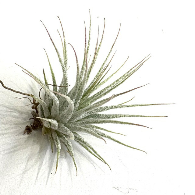 チランジア イオナンタ バンハイニンギー ミノール チランジア バンハイニンギー （オレンジ） Tillandsia Vanhyningii