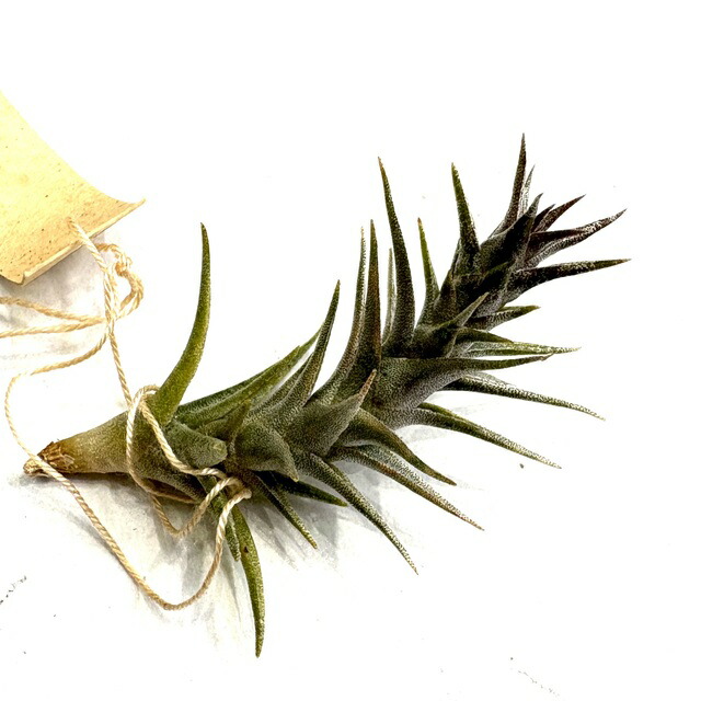 チランジア　ロゼイフローラ チランジア入荷リスト2/6｜NatureGarden🌿神田