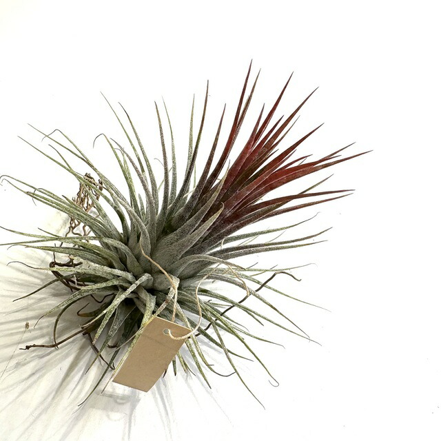 楽天市場】(現品) チランジア イオナンタ 'ヘッジホッグ' (No.22333