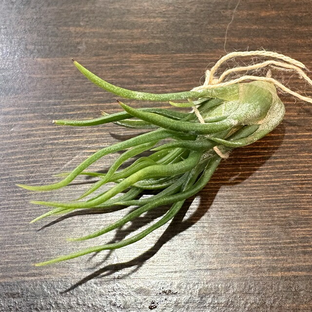 楽天市場】(現品) チランジア ブルボーサ 'タイニーダンサー' (No