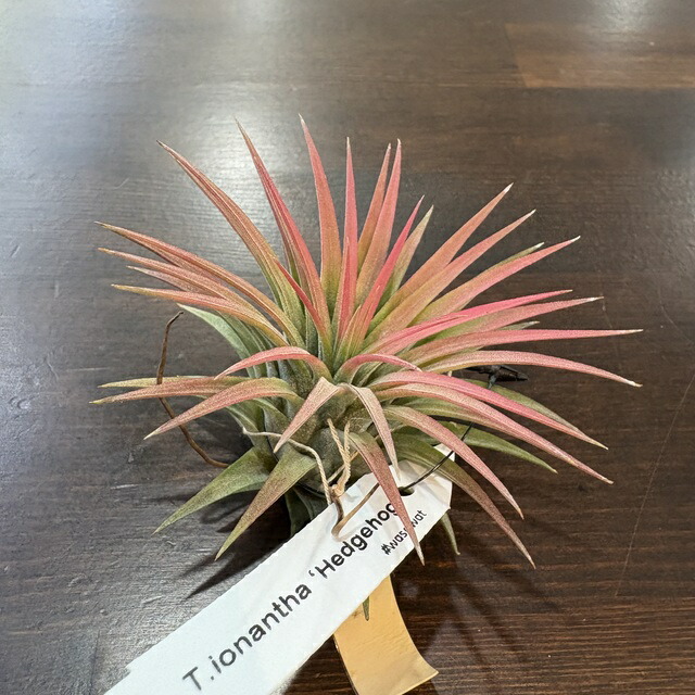 楽天市場】(現品) チランジア イオナンタ 'ヘッジホッグ' (No.22094