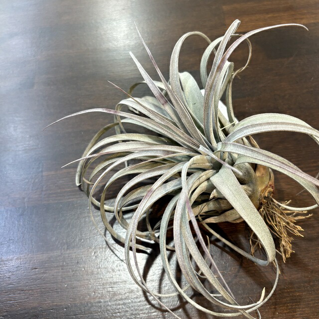 楽天市場】(現品) チランジア 'ティムズ ロイヤルトレジャー' (No