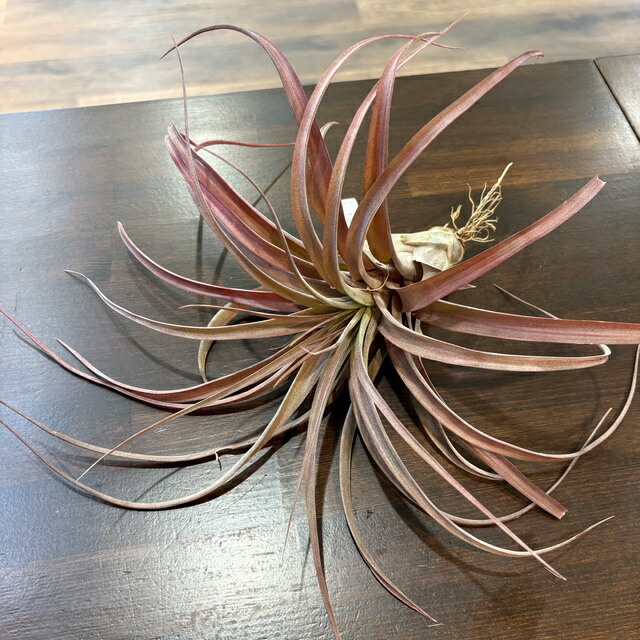 楽天市場】(現品) チランジア 'ティムズ ロイヤルトレジャー' (No